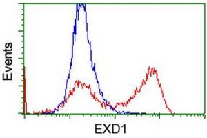 Flow Cytometry (FACS) image for anti-Exonuclease 3'-5' Domain Containing 1 (EXD1) antibody (ABIN1498135) (EXD1 Antikörper)