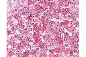 Anti-ERAP1 / ARTS1 antibody IHC of human liver.