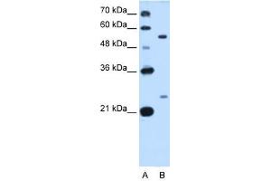 LOC642486 antibody used at 0. (LOC642486 Antikörper  (C-Term))