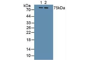 Figure. (IL1R1 Antikörper  (AA 120-208))