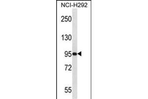 POLG Antibody (C-term) (ABIN657107 and ABIN2846257) western blot analysis in NCI- cell line lysates (35 μg/lane). (PAPOLG Antikörper  (C-Term))