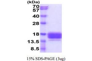CEACAM3 Protein (AA 35-155) (His tag)
