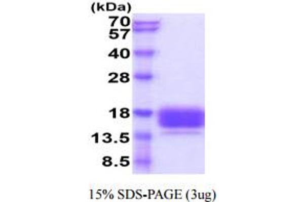 CEACAM3 Protein (AA 35-155) (His tag)