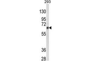 Western blot analysis of CYP3A5 Antibody (Center) in 293 cell line lysates (35ug/lane). (CYP3A5 Antikörper  (Middle Region))