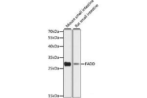 Western blot analysis of extracts of various cell lines using FADD Polyclonal Antibody at dilution of 1:1000. (FADD Antikörper)