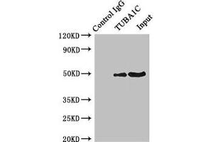 Immunoprecipitating TUBA1C in K562 whole cell lysate Lane 1: Rabbit control IgG instead of ABIN7173659 in K562 whole cell lysate. (TUBA1C Antikörper  (AA 29-184))