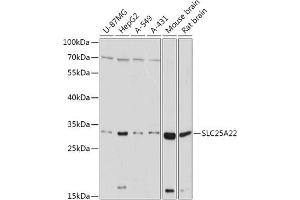 Western blot analysis of extracts of various cell lines, using SLC25 antibody (ABIN7270436) at 1:1000 dilution. (SLC25A22 Antikörper  (AA 128-188))
