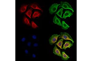 ABIN7094774 and ABIN7098825 staining Hela cells by IF/ICC. (PDE1C Antikörper  (Internal Region))