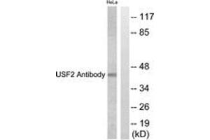 Western blot analysis of extracts from HeLa cells, using USF2 Antibody. (USF2 Antikörper  (AA 196-245))