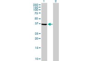 Western Blot analysis of TSSK2 expression in transfected 293T cell line by TSSK2 MaxPab polyclonal antibody. (TSSK2 Antikörper  (AA 1-358))
