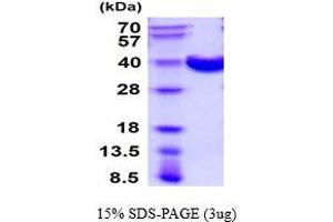 SDS-PAGE (SDS) image for Inositol Monophosphatase Domain Containing 1 (IMPAD1) (AA 34-356) protein (His tag) (ABIN5854544) (IMPAD1 Protein (AA 34-356) (His tag))