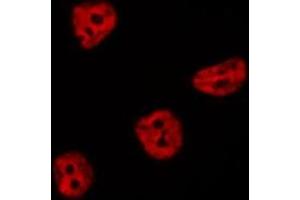 ABIN6276809 staining  RAW264. (CDC25C Antikörper  (Internal Region))