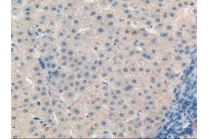 IHC-P analysis of Human Liver Tissue, with DAB staining. (Retinol Binding Protein 5 Antikörper  (AA 2-135))