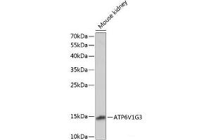 Western blot analysis of extracts of Mouse kidney using ATP6V1G3 Polyclonal Antibody at dilution of 1:1000. (ATP6V1G3i Antikörper)