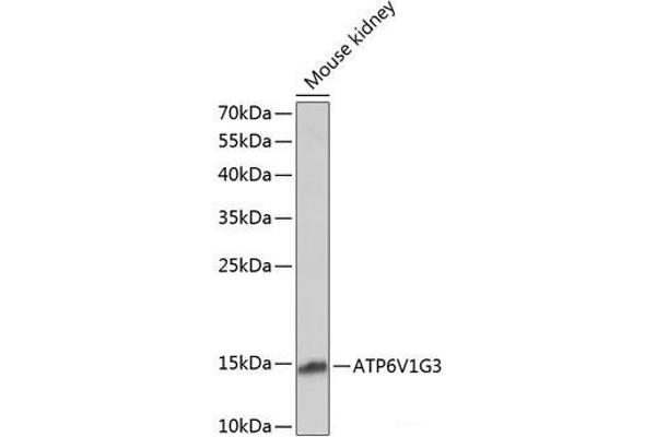 ATP6V1G3i anticorps