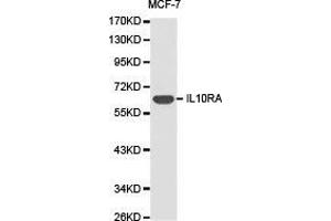 Western Blotting (WB) image for anti-Interleukin 10 Receptor, alpha (IL10RA) antibody (ABIN1873185)