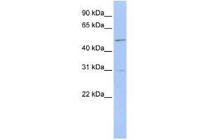 WB Suggested Anti-ERMAP Antibody Titration:  0.