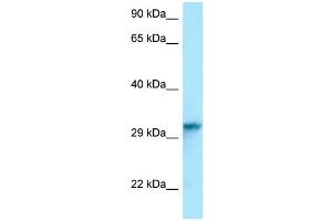 Host: Rabbit Target Name: Hnrnpc Antibody Dilution: 1. (HNRNPC Antikörper  (C-Term))