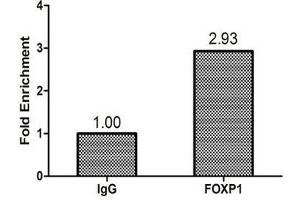 Chromatin Immunoprecipitation Hela (1. (FOXP1 Antikörper  (AA 1-114))