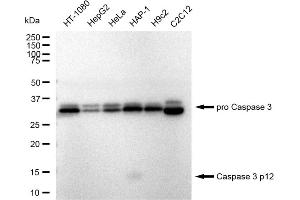 Western blotting analysis using Caspase 3 p12 antibody (ABIN7797896). (Rekombinanter Caspase 3 p12 Antikörper)