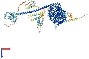 IQCH Protein (AA 1-1071) (His tag)