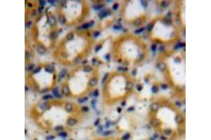 IHC-P analysis of kidney tissue, with DAB staining. (TRAF6 Antikörper  (AA 254-475))