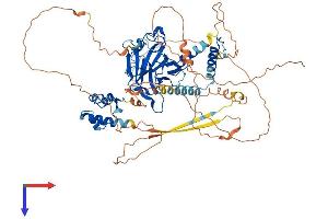 p63 Protein (AA 1-680) (His tag)