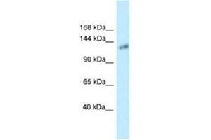 Image no. 1 for anti-Klotho (KL) (AA 100-149) antibody (ABIN6747658) (Klotho Antikörper  (AA 100-149))