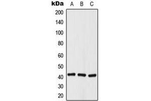 Western blot analysis of Histone Deacetylase 8 (pS39) expression in A549 (A), NIH3T3 (B), rat kidney (C) whole cell lysates.
