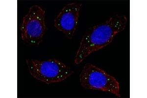 Immunofluorescence (IF) image for anti-C-Mer Proto-Oncogene Tyrosine Kinase (MERTK) antibody (ABIN3030229)
