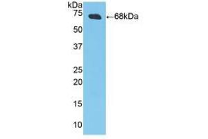 Western blot analysis of recombinant Pig CKM. (CKM Antikörper  (AA 11-367))