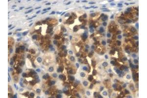 Detection of TFPI in Rat Stomach Tissue using Monoclonal Antibody to Tissue Factor Pathway Inhibitor (TFPI) (TFPI Antikörper  (AA 29-302))