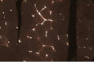 Immunohistochemical staining of Rabbit Muscle tissue section. (C-JUN Antikörper  (AA 26-175))
