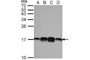 WB Image Sample (30 ug of whole cell lysate) A: 293T B: A431 C: HeLa D: HepG2 15% SDS PAGE antibody diluted at 1:1000 (PFN1 Antikörper)