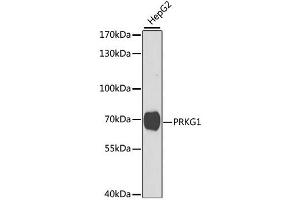 Western blot analysis of extracts of HepG2 cells, using PRKG1 antibody (ABIN1874320) at 1:1000 dilution. (PRKG1 Antikörper)
