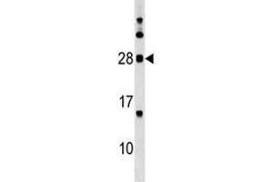 MOG antibody western blot analysis in K562 lysate. (MOG Antikörper  (AA 82-109))