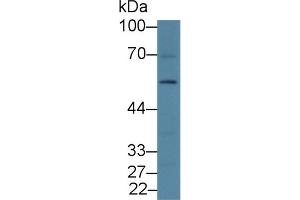 Western Blot; Sample: Rat Liver lysate; Primary Ab: 2µg/mL Rabbit Anti-Rat DRD2 Antibody Second Ab: 0.