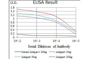 Image no. 2 for anti-Twist Homolog 1 (Drosophila) (TWIST1) antibody (ABIN1491700) (TWIST1 Antikörper)