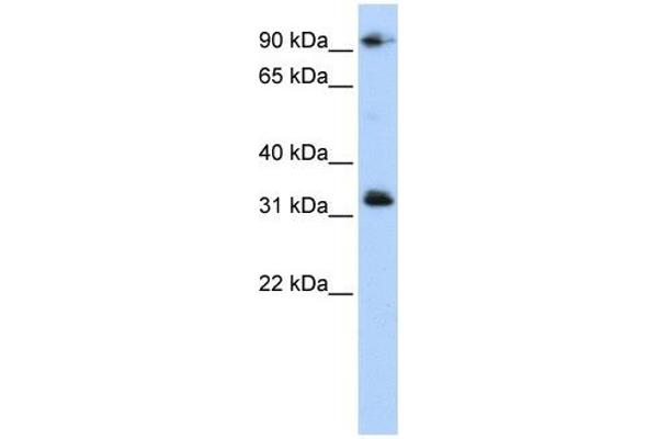 CCDC69 Antikörper  (Middle Region)