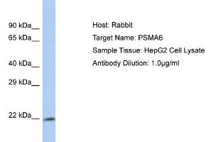 Host: Rabbit Target Name: PSMA6 Sample Type: HepG2 Whole cell lysates Antibody Dilution: 1. (PSMA6 Antikörper  (N-Term))