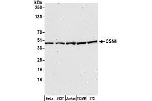 anti-COP9 Signalosome Subunit 4 (COPS4) (C-Term) antibody