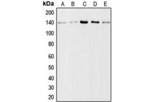 Western blot analysis of Collagen 1 alpha 2 expression in A10 (A), HeLa (B), mouse lung (C), mouse liver (D), rat liver (E) whole cell lysates. (COL1A2 Antikörper  (N-Term))