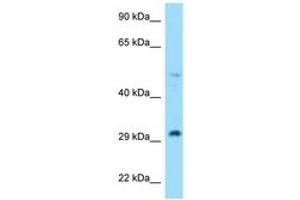 Image no. 1 for anti-Ribosomal Protein L7 (RPL7) (N-Term) antibody (ABIN6748059)