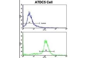 Flow cytometric analysis of ATDC5 cells using NDUFS4 Antibody (C-term)(bottom histogram) compared to a negative control cell (top histogram). (NDUFS4 Antikörper  (C-Term))