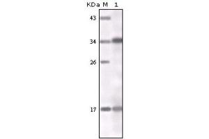 Western Blotting (WB) image for anti-Interferon gamma (IFNG) antibody (ABIN1843980) (Interferon gamma Antikörper)