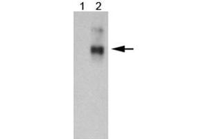 Western blot analysis of ABCC1 in 10 ug of 293 transfected lysate using ABCC1 monoclonal antibody, clone IU5C1 . (ABCC1 Antikörper  (AA 1-33))