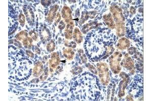 Image no. 1 for anti-C-Myc Binding Protein (MYCBP) (C-Term) antibody (ABIN202015) (MYCBP Antikörper  (C-Term))