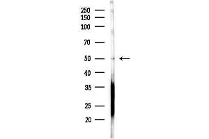 anti-ERGIC and Golgi 2 (ERGIC2) (C-Term) antibody