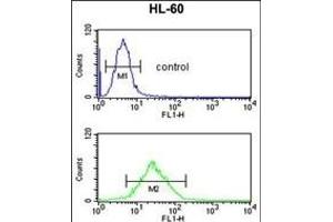 LY75 Antibody (Center) (ABIN652943 and ABIN2842602) flow cytometric analysis of HL-60 cells (bottom histogram) compared to a negative control cell (top histogram). (LY75/DEC-205 Antikörper  (AA 646-675))