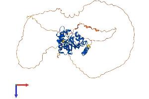 MACROD2 Protein (AA 1-475) (His tag)